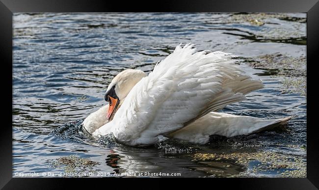 Mute Swan (Cygmus olor) Framed Print by David Hollingworth