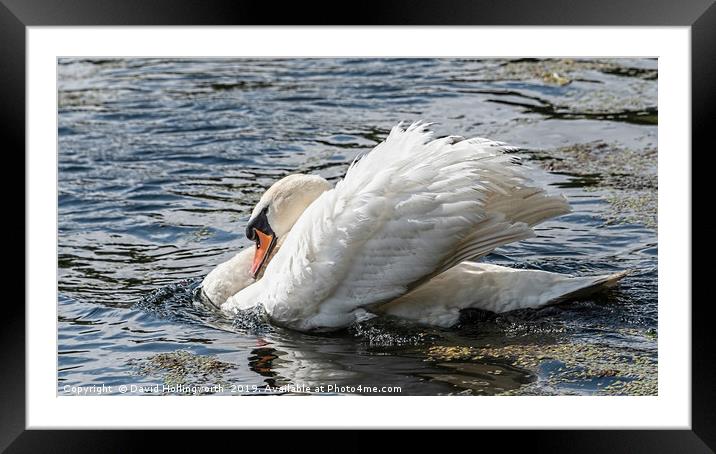 Mute Swan (Cygmus olor) Framed Mounted Print by David Hollingworth