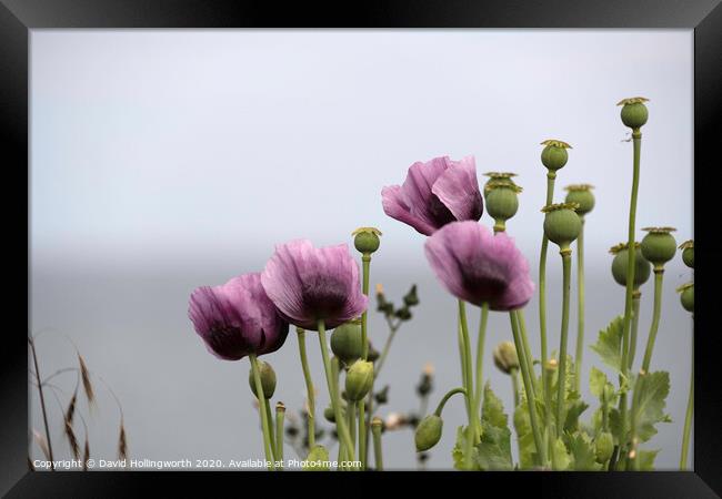 Purple Poppies Framed Print by David Hollingworth