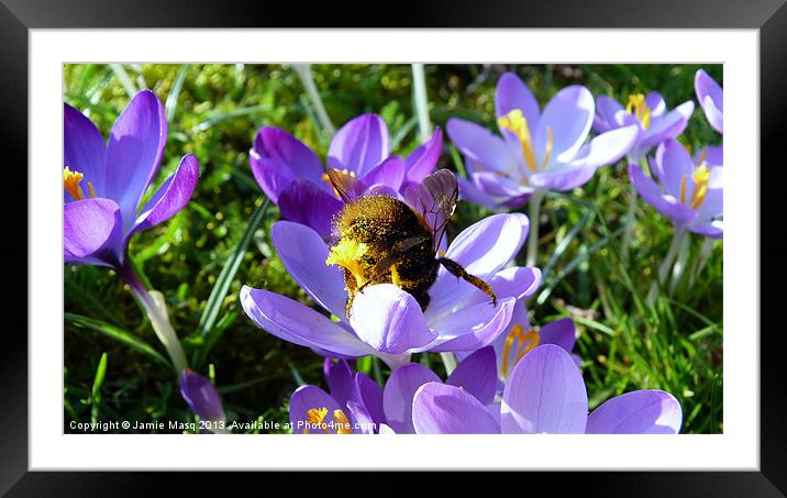 Bumblebee Collecting Pollen Framed Mounted Print by Anna Lewis
