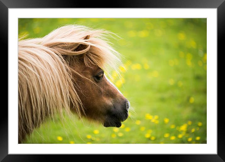  Shetland Pony Framed Mounted Print by Don Alexander Lumsden