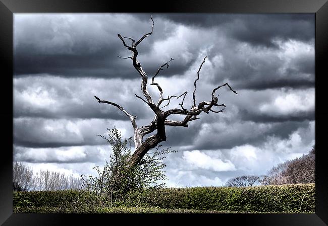  Petrified tree in Cheshire countryside. Framed Print by Nick Benke