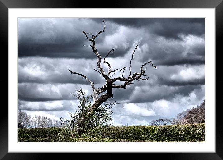  Petrified tree in Cheshire countryside. Framed Mounted Print by Nick Benke