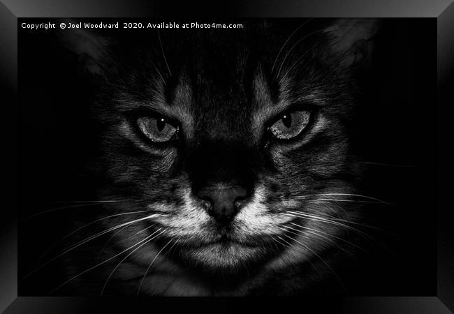 Cat Black & White Framed Print by Joel Woodward