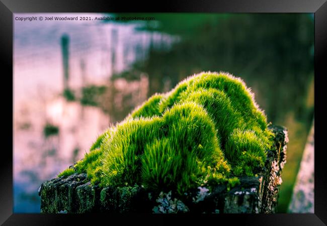 Close Up Green Moss  Framed Print by Joel Woodward