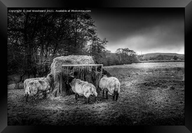 Sheep Black and White Framed Print by Joel Woodward