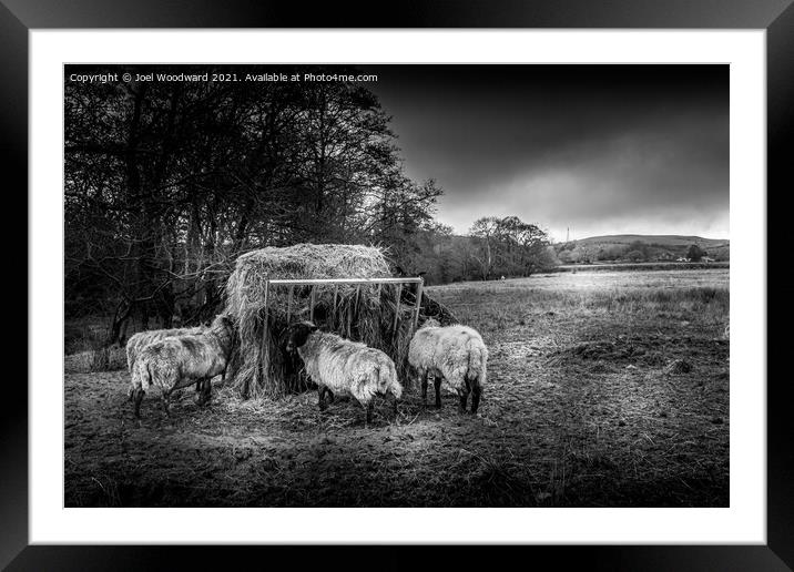 Sheep Black and White Framed Mounted Print by Joel Woodward