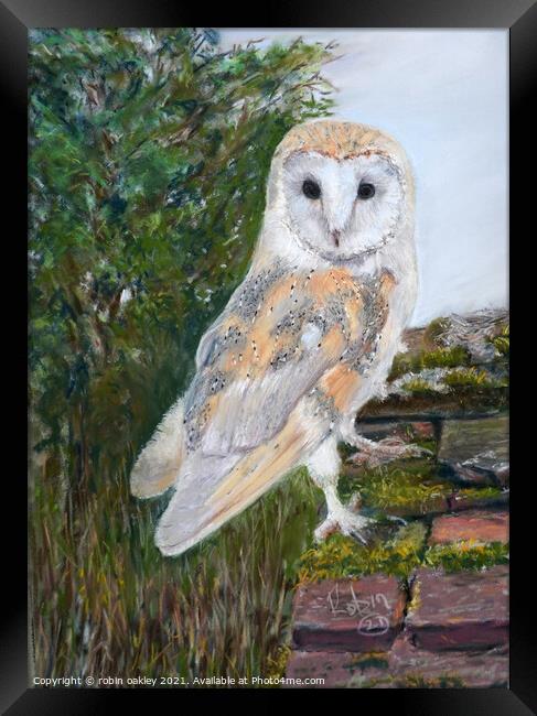 Barn Owl lookout  Framed Print by robin oakley