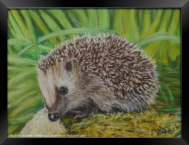 Hedgehog  Framed Print by robin oakley