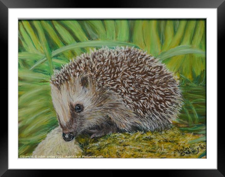 Hedgehog  Framed Mounted Print by robin oakley