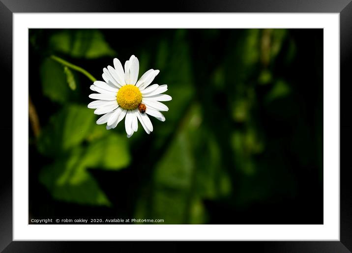 Ladybird on a flower petal Framed Mounted Print by robin oakley