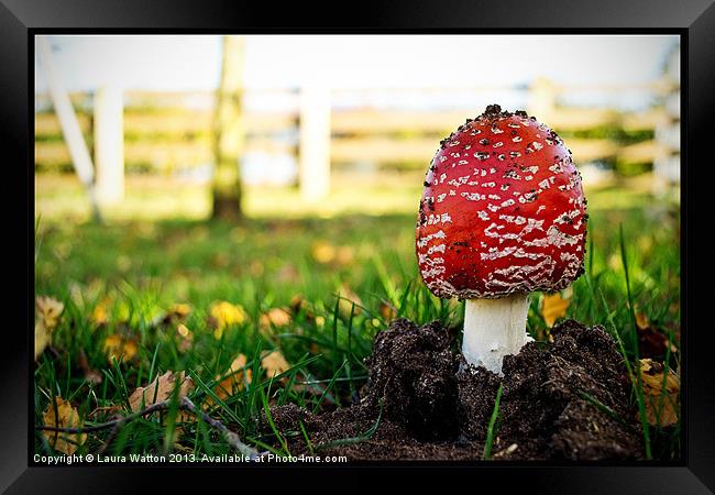 Magic Bloom Framed Print by Laura Watton