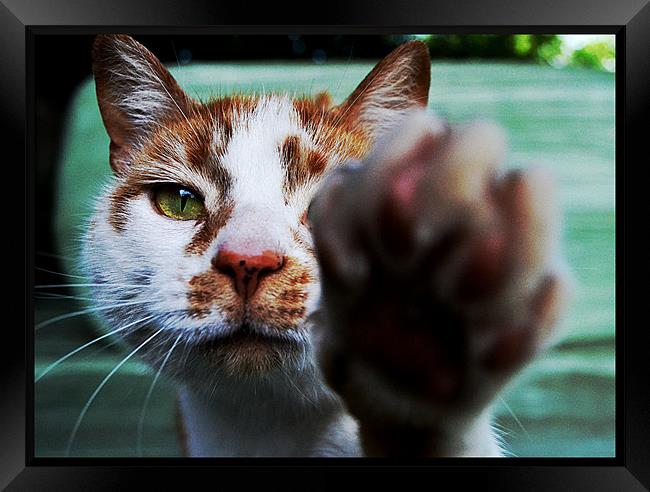 No Pictures Please! Framed Print by Laura Watton