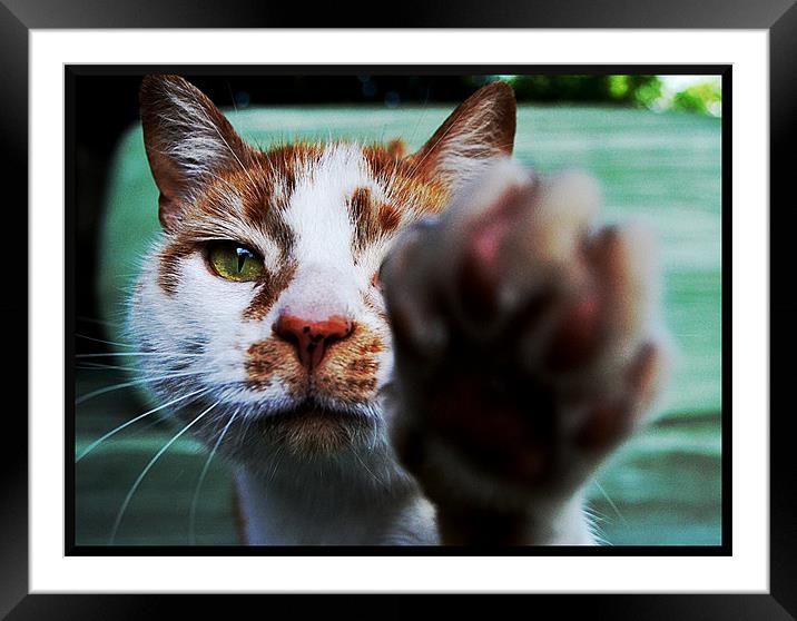No Pictures Please! Framed Mounted Print by Laura Watton