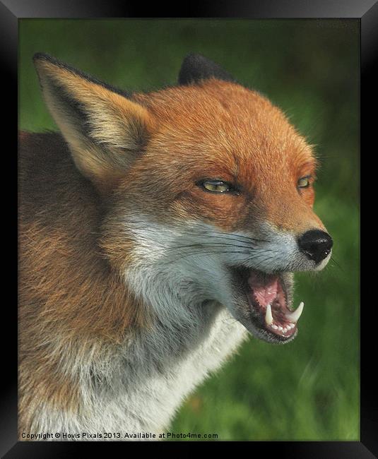 Laughing Fox Framed Print by Dave Burden
