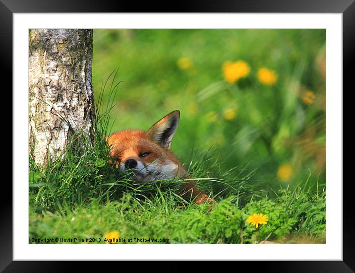 Contented Fox Framed Mounted Print by Dave Burden