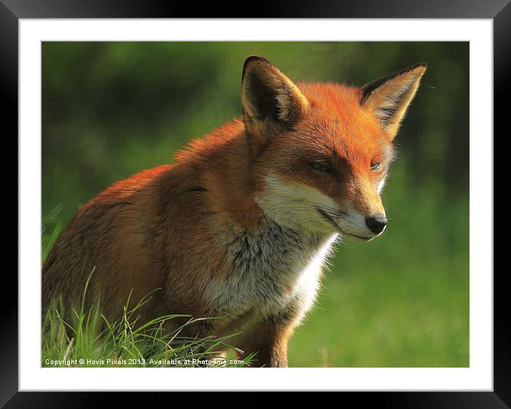Foxy Lady Framed Mounted Print by Dave Burden