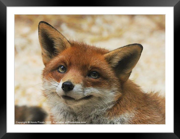 Delightful Smile Framed Mounted Print by Dave Burden