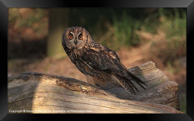 Short Eared Owl Framed Print by Dave Burden
