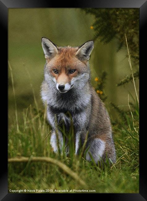 Young Fox Framed Print by Dave Burden