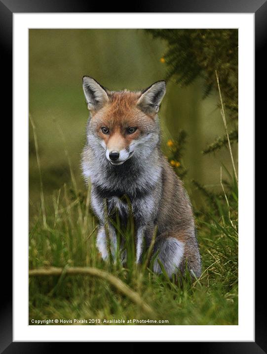 Young Fox Framed Mounted Print by Dave Burden