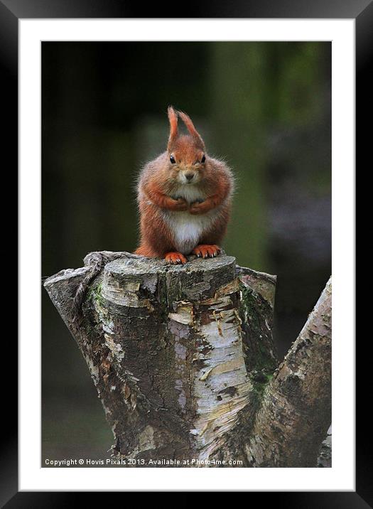 Red Squirrel Framed Mounted Print by Dave Burden