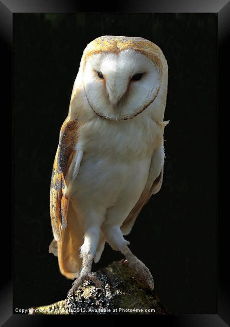 Barn Owl Framed Print by Dave Burden