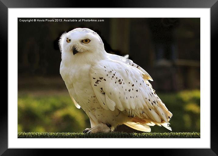 Snowy Owl (Bubo scandiacus) Framed Mounted Print by Dave Burden