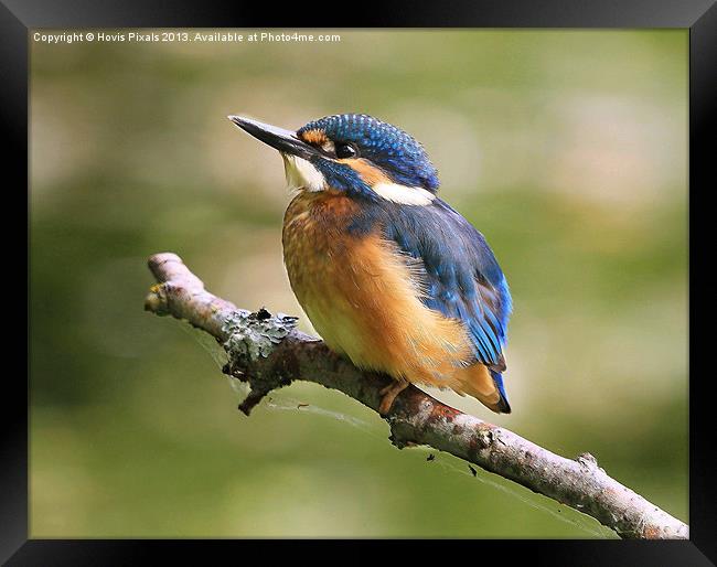 Young Kingfisher Framed Print by Dave Burden