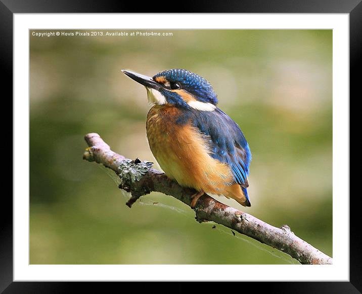 Young Kingfisher Framed Mounted Print by Dave Burden