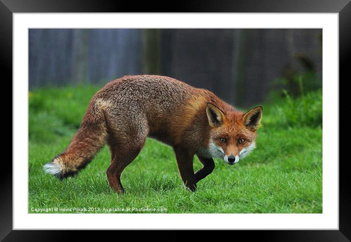 Cunning Fox Framed Mounted Print by Dave Burden