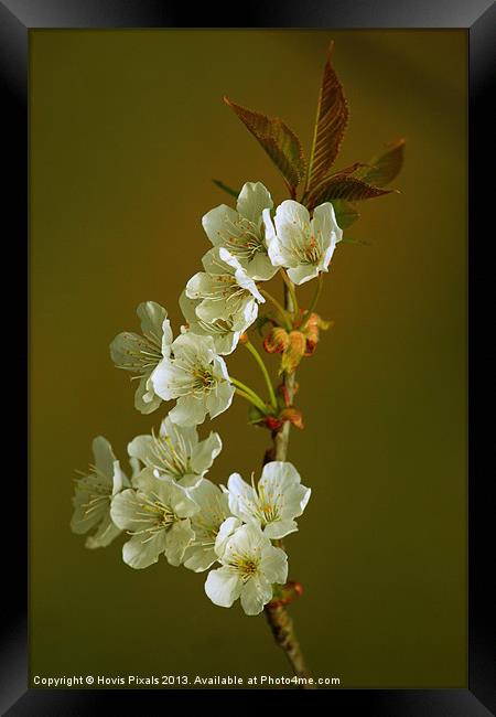 Cherry Blossom Framed Print by Dave Burden