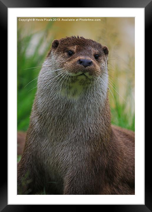 Otter ( Lutra Lutra Framed Mounted Print by Dave Burden