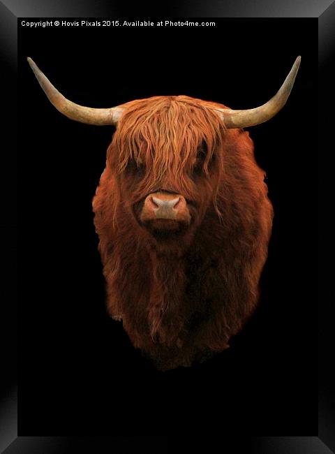  Highland Bull Framed Print by Dave Burden