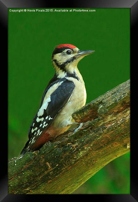  Great Spotted Woodpecker Framed Print by Dave Burden