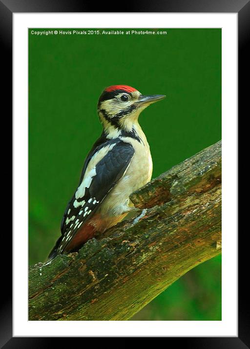  Great Spotted Woodpecker Framed Mounted Print by Dave Burden