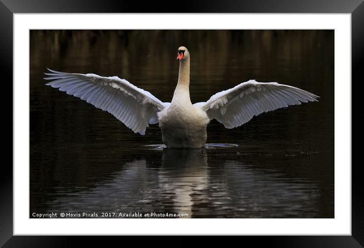 Wing Spread Framed Mounted Print by Dave Burden
