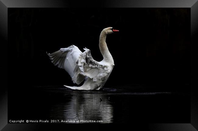 The Swan Framed Print by Dave Burden