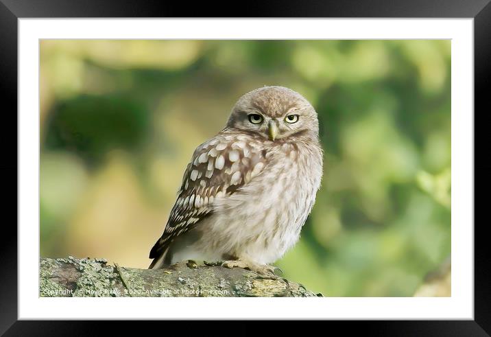 Little Owl Framed Mounted Print by Dave Burden