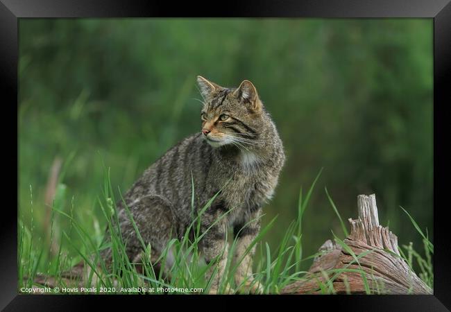Scottish Wildcat Framed Print by Dave Burden