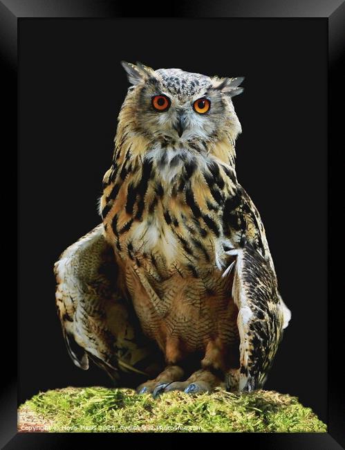 Eagle Owl  (Bubo bubo) Framed Print by Dave Burden