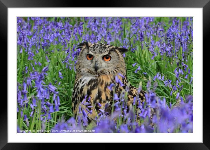 Eagle Owl Bluebells. Framed Mounted Print by Dave Burden
