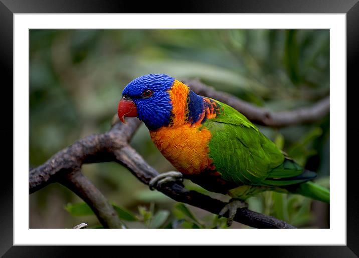 Red Collared Lorikeet Close Up Framed Mounted Print by Graham Palmer