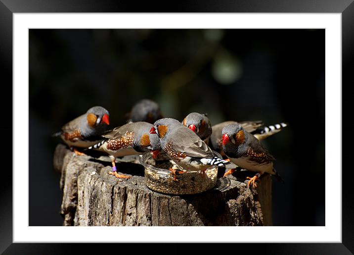 Zebra Finch Feeding Frenzy Framed Mounted Print by Graham Palmer