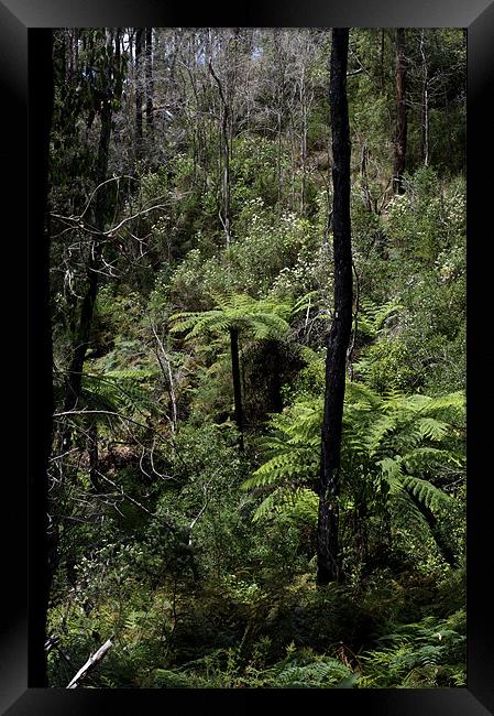 Alpine Forest - Dogwood and Tree Ferns Framed Print by Graham Palmer