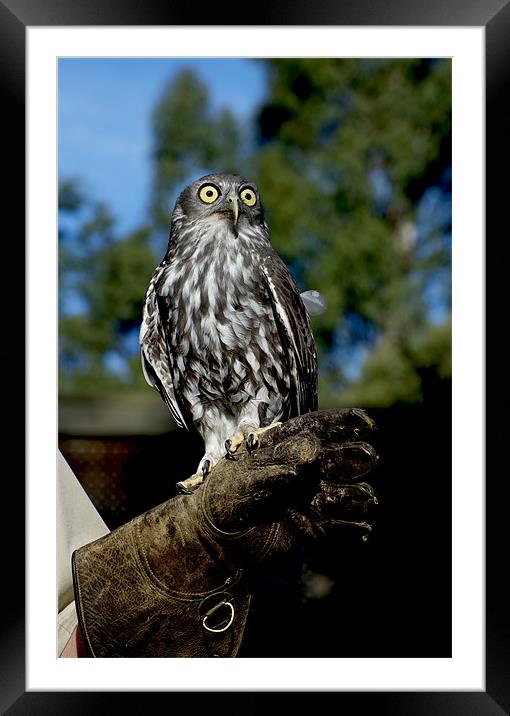 Wide Awake Owl Framed Mounted Print by Graham Palmer