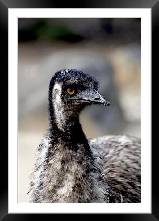 Emu Portrait Framed Mounted Print by Graham Palmer