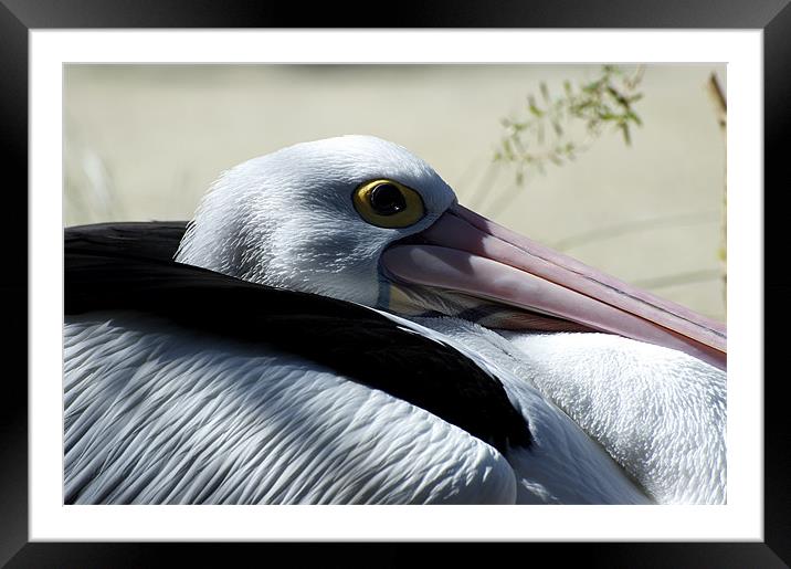 Pelican Eye Framed Mounted Print by Graham Palmer