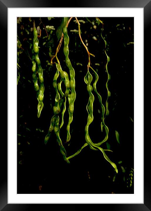 Wattle Seeds Framed Mounted Print by Graham Palmer