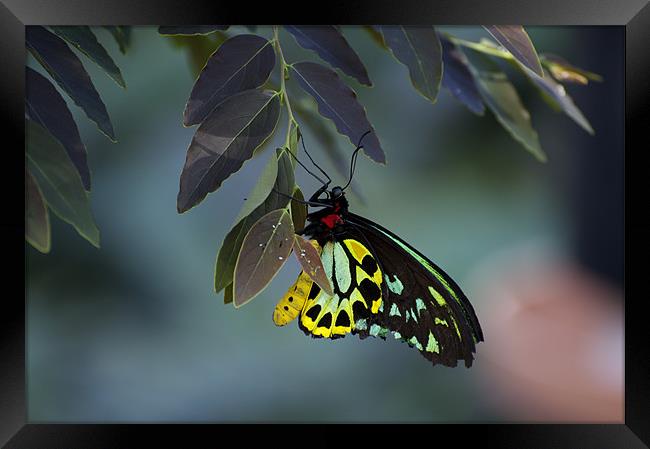 Cairns Birdwing With Eggs Framed Print by Graham Palmer